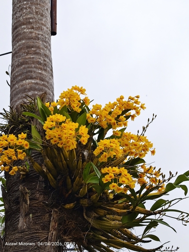 Foto de Dendrobium-dourado
