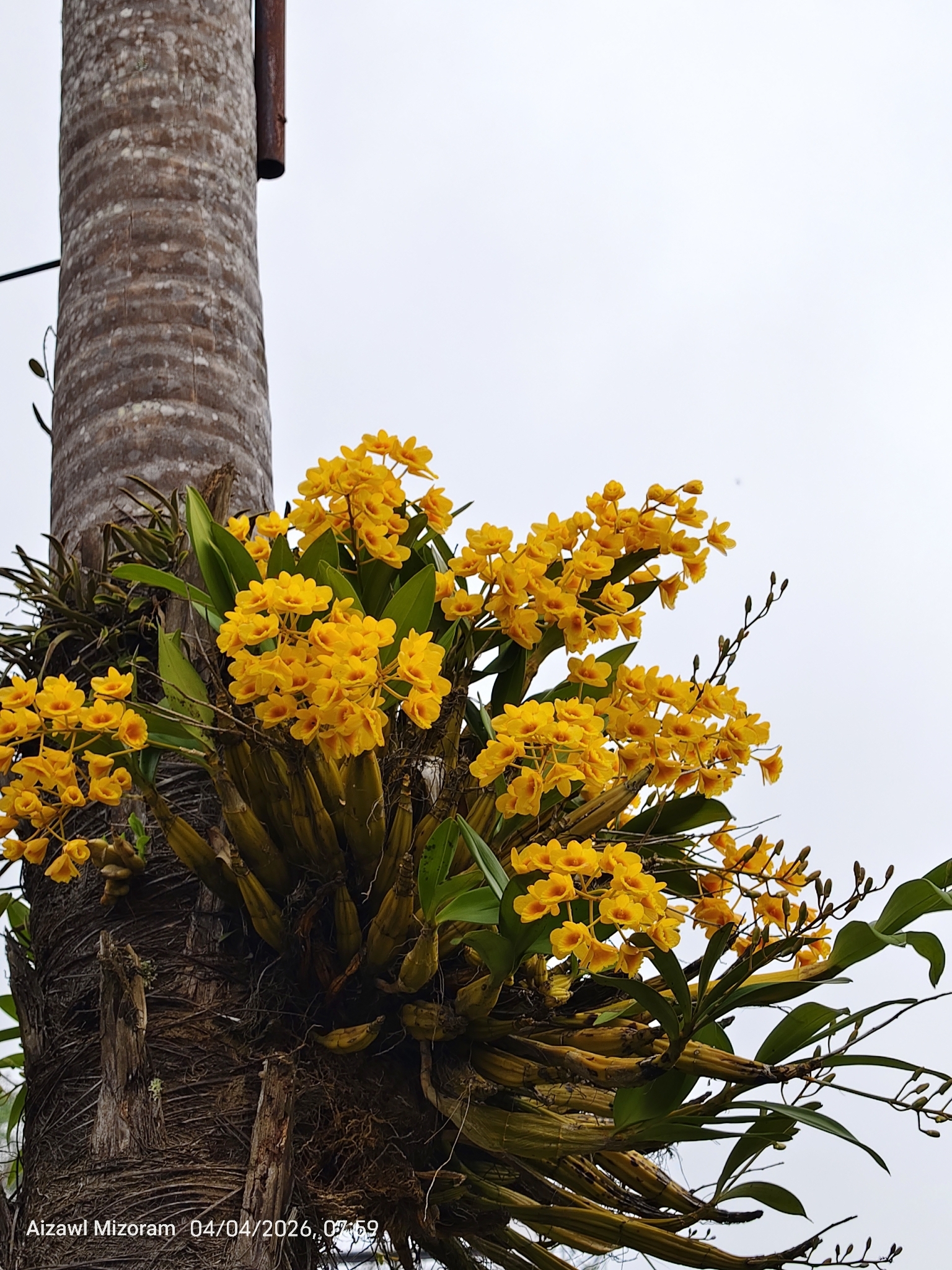 Imagem de Dendrobium-dourado