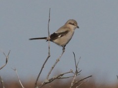 Lanius borealis borealis