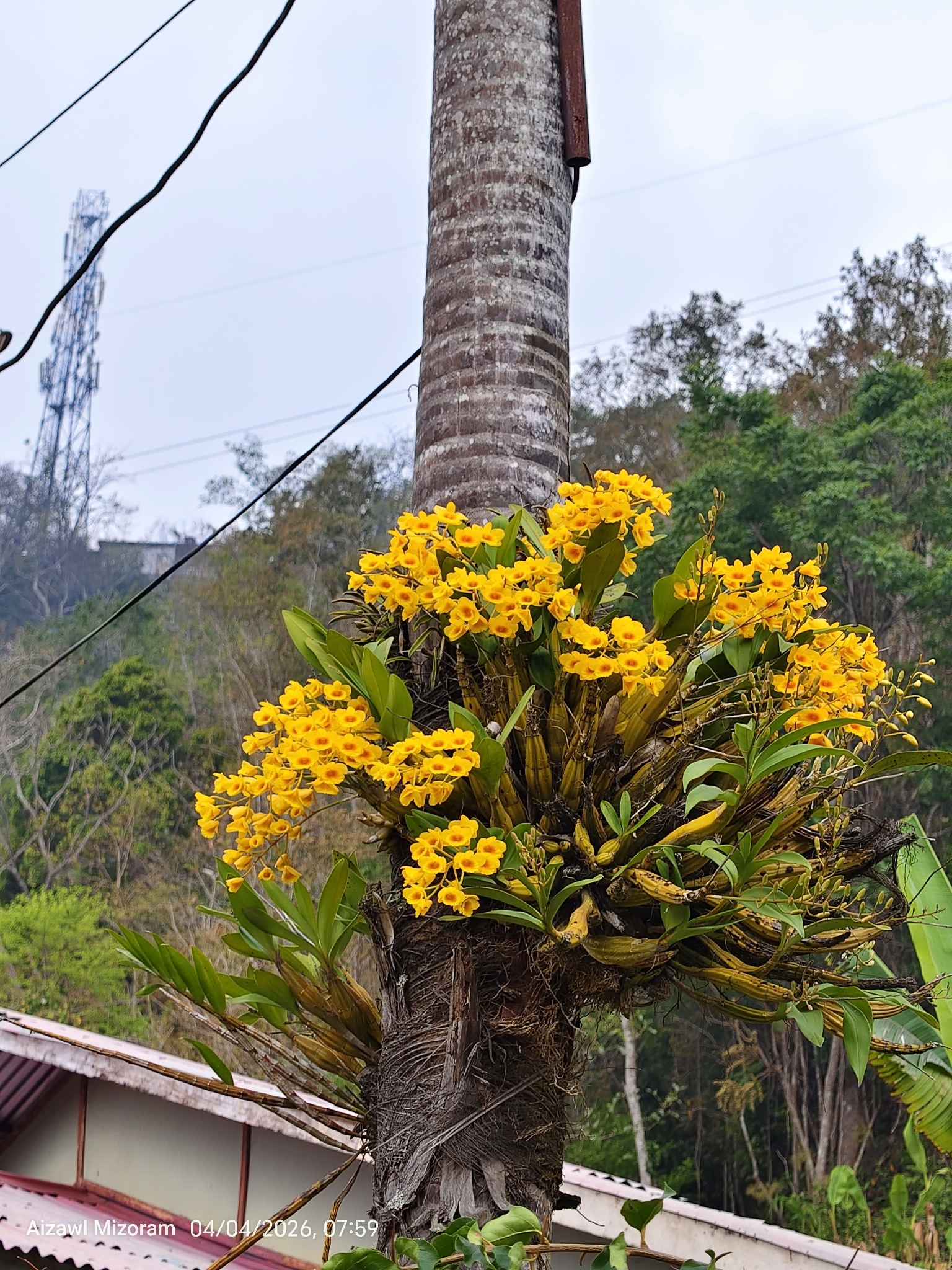 Imagem de Dendrobium-dourado