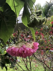 Dombeya wallichii