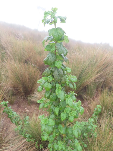 Ribes andicola (Ribes andicola)