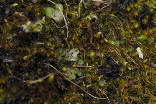 Common Crystalwort (Riccia sorocarpa)