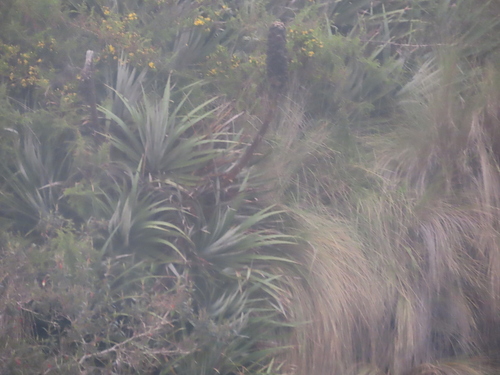 Puya glomerifera, photograph 1