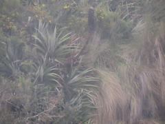 Puya glomerifera, photograph (c) Eric Schmidt, some rights reserved (CC BY)