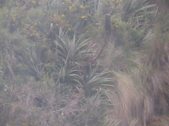 Puya glomerifera