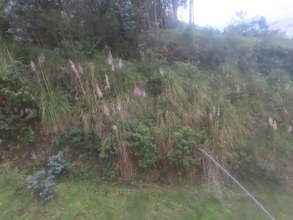 Cortaderia nitida; photograph (c) Eric Schmidt, some rights reserved (CC BY)