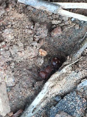 Pseudomethoca athamas