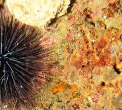 Helcogramma decurrens