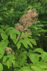 Aralia cordata sachalinensis