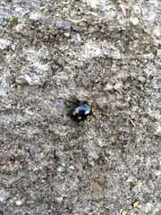 Labidomera suturella