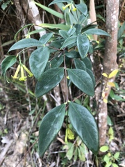 Wikstroemia