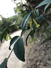 Wikstroemia