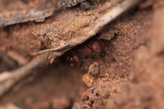 Pseudomethoca athamas