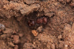 Pseudomethoca athamas