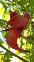Clianthus puniceus
