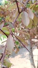 Flacourtia indica