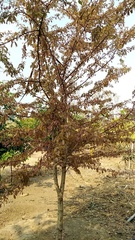 Flacourtia indica