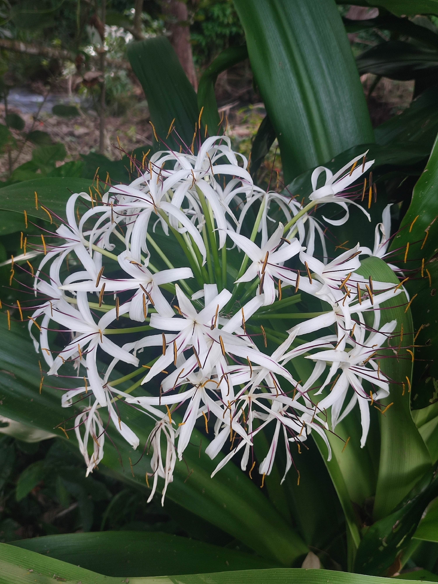 Poisonbulb (Crinum asiaticum)