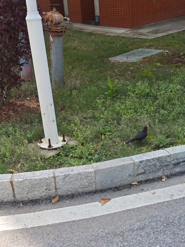 Chinese Blackbird