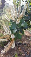 Pterophylla sylvicola