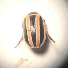 Kuschelina miniata
