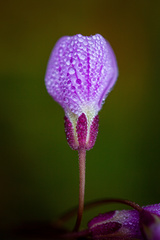 Cardamine nuttallii