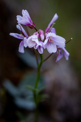 Cardamine nuttallii