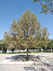 Platanaceae