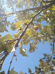 Platanaceae