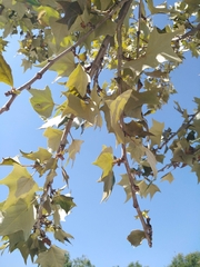 Platanaceae