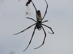 Trichonephila inaurata madagascariensis