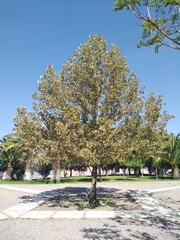 Platanaceae