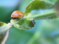Cycloneda polita