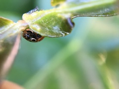 Cycloneda polita
