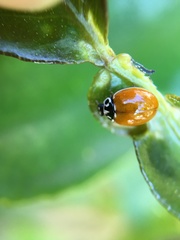 Cycloneda polita