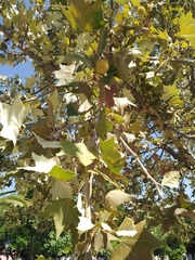 Platanaceae