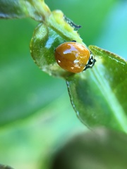 Cycloneda polita