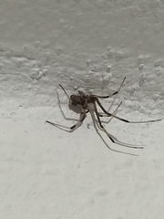 Latrodectus