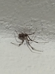 Latrodectus