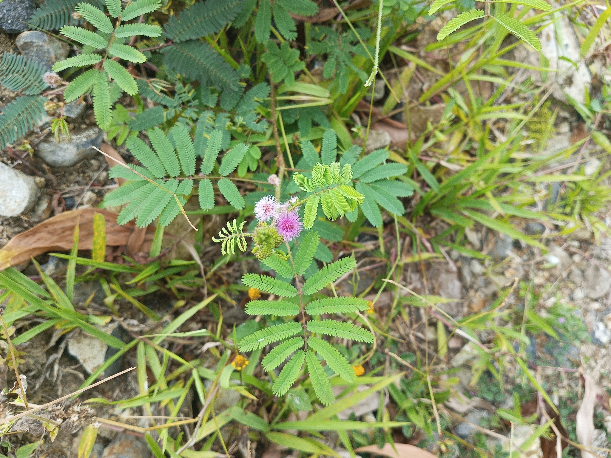 Giant False Sensitive Plant (Mimosa diplotricha)