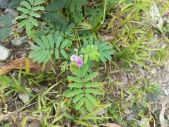 Giant False Sensitive Plant (Mimosa diplotricha)