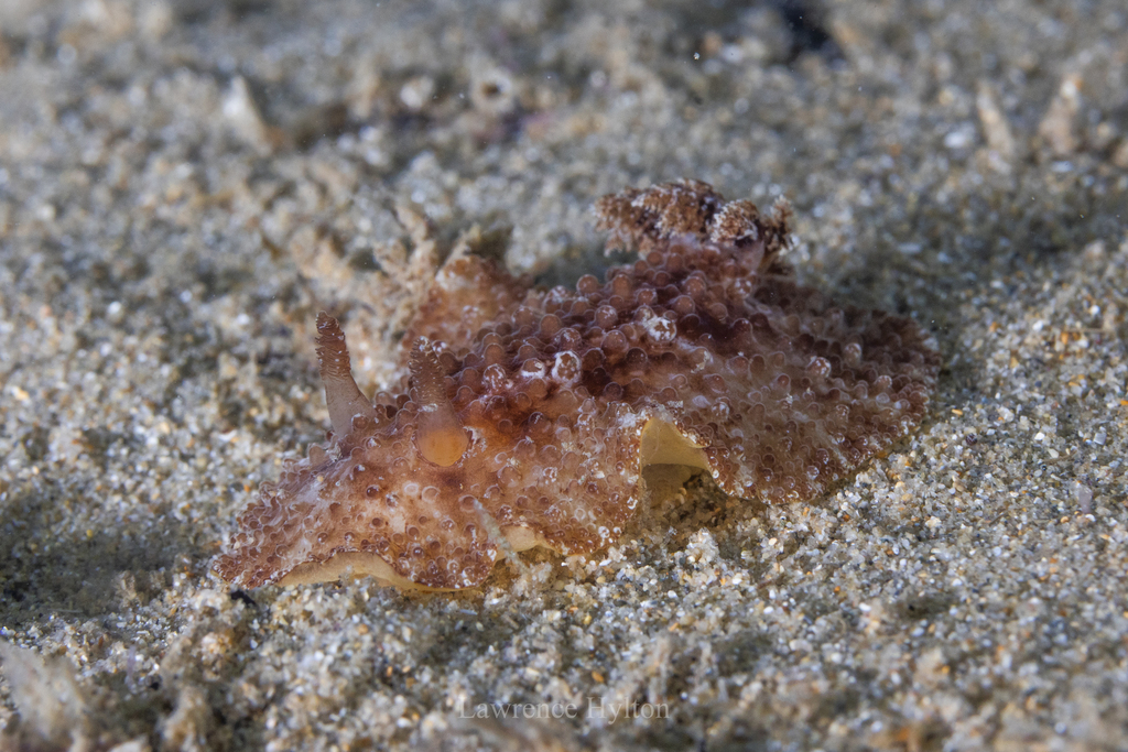 Carminodoris nodulosa