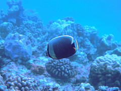 Chaetodon reticulatus