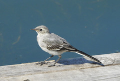 Motacilla alba