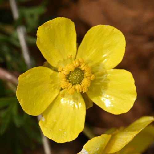 Dalles Mountain Buttercup (Ranunculus triternatus)