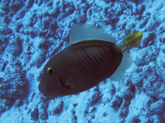 Cantherhines dumerilii