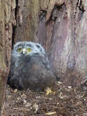 Morepork photo 5