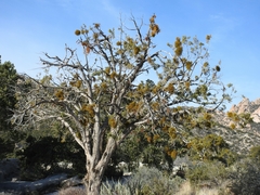 Phoradendron juniperinum