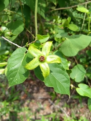 Gonolobus erianthus